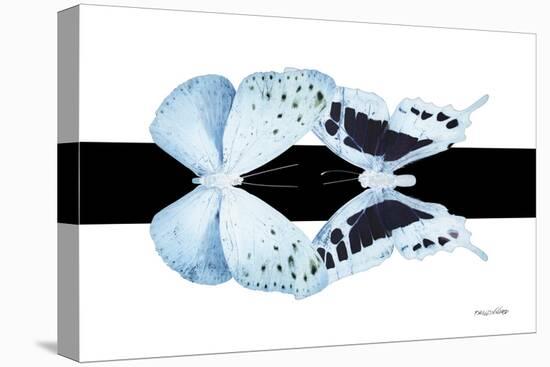 Miss Butterfly Duo Euploanthus - X-Ray B&W Edition-Philippe Hugonnard-Stretched Canvas