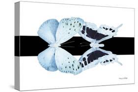 Miss Butterfly Duo Euploanthus - X-Ray B&W Edition-Philippe Hugonnard-Stretched Canvas