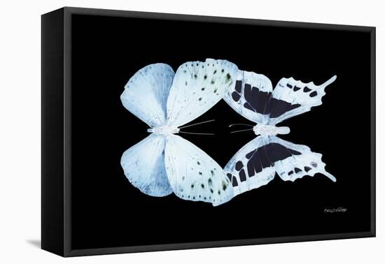 Miss Butterfly Duo Euploanthus - X-Ray Black Edition-Philippe Hugonnard-Framed Stretched Canvas