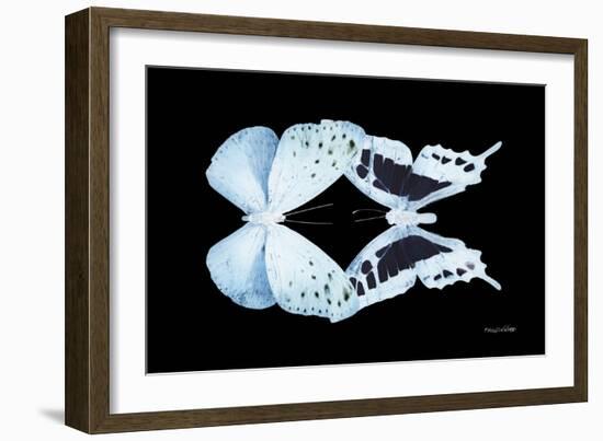 Miss Butterfly Duo Euploanthus - X-Ray Black Edition-Philippe Hugonnard-Framed Photographic Print