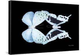 Miss Butterfly Duo Euploanthus - X-Ray Black Edition-Philippe Hugonnard-Framed Stretched Canvas