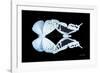 Miss Butterfly Duo Euploanthus - X-Ray Black Edition-Philippe Hugonnard-Framed Photographic Print