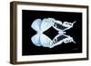 Miss Butterfly Duo Euploanthus - X-Ray Black Edition-Philippe Hugonnard-Framed Photographic Print