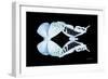 Miss Butterfly Duo Euploanthus - X-Ray Black Edition-Philippe Hugonnard-Framed Photographic Print