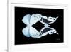 Miss Butterfly Duo Euploanthus - X-Ray Black Edition-Philippe Hugonnard-Framed Photographic Print