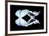 Miss Butterfly Duo Euploanthus - X-Ray Black Edition-Philippe Hugonnard-Framed Photographic Print