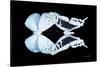 Miss Butterfly Duo Euploanthus - X-Ray Black Edition-Philippe Hugonnard-Stretched Canvas