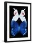 Miss Butterfly Duo Formohermos II - X-Ray Black Edition-Philippe Hugonnard-Framed Photographic Print