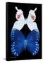 Miss Butterfly Duo Formohermos II - X-Ray Black Edition-Philippe Hugonnard-Framed Stretched Canvas
