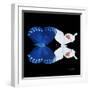 Miss Butterfly Duo Formohermos Sq - X-Ray Black Edition-Philippe Hugonnard-Framed Photographic Print