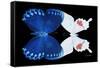 Miss Butterfly Duo Formohermos - X-Ray Black Edition-Philippe Hugonnard-Framed Stretched Canvas