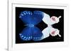 Miss Butterfly Duo Formohermos - X-Ray Black Edition-Philippe Hugonnard-Framed Photographic Print