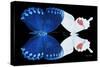 Miss Butterfly Duo Formohermos - X-Ray Black Edition-Philippe Hugonnard-Stretched Canvas