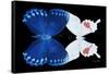 Miss Butterfly Duo Formohermos - X-Ray Black Edition-Philippe Hugonnard-Framed Stretched Canvas