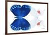 Miss Butterfly Duo Formohermos - X-Ray White Edition-Philippe Hugonnard-Framed Photographic Print