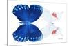 Miss Butterfly Duo Formohermos - X-Ray White Edition-Philippe Hugonnard-Stretched Canvas