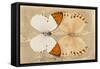 Miss Butterfly Duo Formoia - Dark Yellow-Philippe Hugonnard-Framed Stretched Canvas