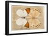 Miss Butterfly Duo Formoia - Dark Yellow-Philippe Hugonnard-Framed Photographic Print