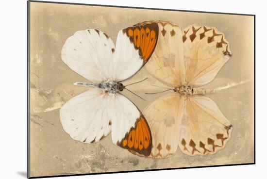 Miss Butterfly Duo Formoia - Dark Yellow-Philippe Hugonnard-Mounted Photographic Print