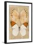 Miss Butterfly Duo Formoia II - Dark Yellow-Philippe Hugonnard-Framed Photographic Print