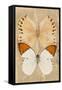 Miss Butterfly Duo Formoia II - Dark Yellow-Philippe Hugonnard-Framed Stretched Canvas