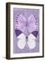 Miss Butterfly Duo Formoia II - Mauve-Philippe Hugonnard-Framed Premium Photographic Print