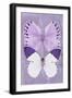 Miss Butterfly Duo Formoia II - Mauve-Philippe Hugonnard-Framed Premium Photographic Print