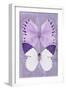 Miss Butterfly Duo Formoia II - Mauve-Philippe Hugonnard-Framed Premium Photographic Print