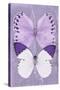 Miss Butterfly Duo Formoia II - Mauve-Philippe Hugonnard-Stretched Canvas