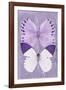 Miss Butterfly Duo Formoia II - Mauve-Philippe Hugonnard-Framed Photographic Print