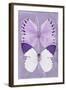 Miss Butterfly Duo Formoia II - Mauve-Philippe Hugonnard-Framed Photographic Print