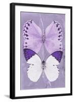 Miss Butterfly Duo Formoia II - Mauve-Philippe Hugonnard-Framed Photographic Print