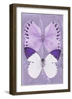 Miss Butterfly Duo Formoia II - Mauve-Philippe Hugonnard-Framed Photographic Print