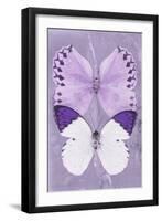 Miss Butterfly Duo Formoia II - Mauve-Philippe Hugonnard-Framed Photographic Print