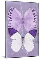 Miss Butterfly Duo Formoia II - Mauve-Philippe Hugonnard-Mounted Photographic Print