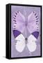 Miss Butterfly Duo Formoia II - Mauve-Philippe Hugonnard-Framed Stretched Canvas