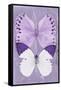 Miss Butterfly Duo Formoia II - Mauve-Philippe Hugonnard-Framed Stretched Canvas