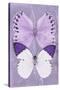 Miss Butterfly Duo Formoia II - Mauve-Philippe Hugonnard-Stretched Canvas