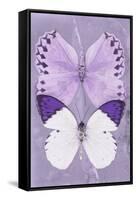 Miss Butterfly Duo Formoia II - Mauve-Philippe Hugonnard-Framed Stretched Canvas