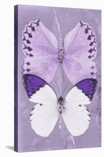Miss Butterfly Duo Formoia II - Mauve-Philippe Hugonnard-Stretched Canvas