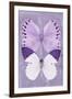 Miss Butterfly Duo Formoia II - Mauve-Philippe Hugonnard-Framed Photographic Print