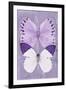 Miss Butterfly Duo Formoia II - Mauve-Philippe Hugonnard-Framed Photographic Print