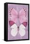 Miss Butterfly Duo Formoia II - Pink-Philippe Hugonnard-Framed Stretched Canvas