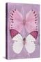Miss Butterfly Duo Formoia II - Pink-Philippe Hugonnard-Stretched Canvas