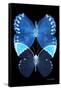 Miss Butterfly Duo Formoia II - X-Ray Black Edition-Philippe Hugonnard-Framed Stretched Canvas