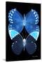 Miss Butterfly Duo Formoia II - X-Ray Black Edition-Philippe Hugonnard-Stretched Canvas