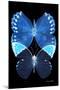 Miss Butterfly Duo Formoia II - X-Ray Black Edition-Philippe Hugonnard-Mounted Photographic Print