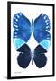 Miss Butterfly Duo Formoia II - X-Ray White Edition-Philippe Hugonnard-Framed Photographic Print