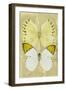 Miss Butterfly Duo Formoia II - Yellow-Philippe Hugonnard-Framed Photographic Print