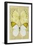 Miss Butterfly Duo Formoia II - Yellow-Philippe Hugonnard-Framed Photographic Print